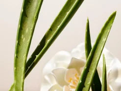 Hot Rituals Facial Toner