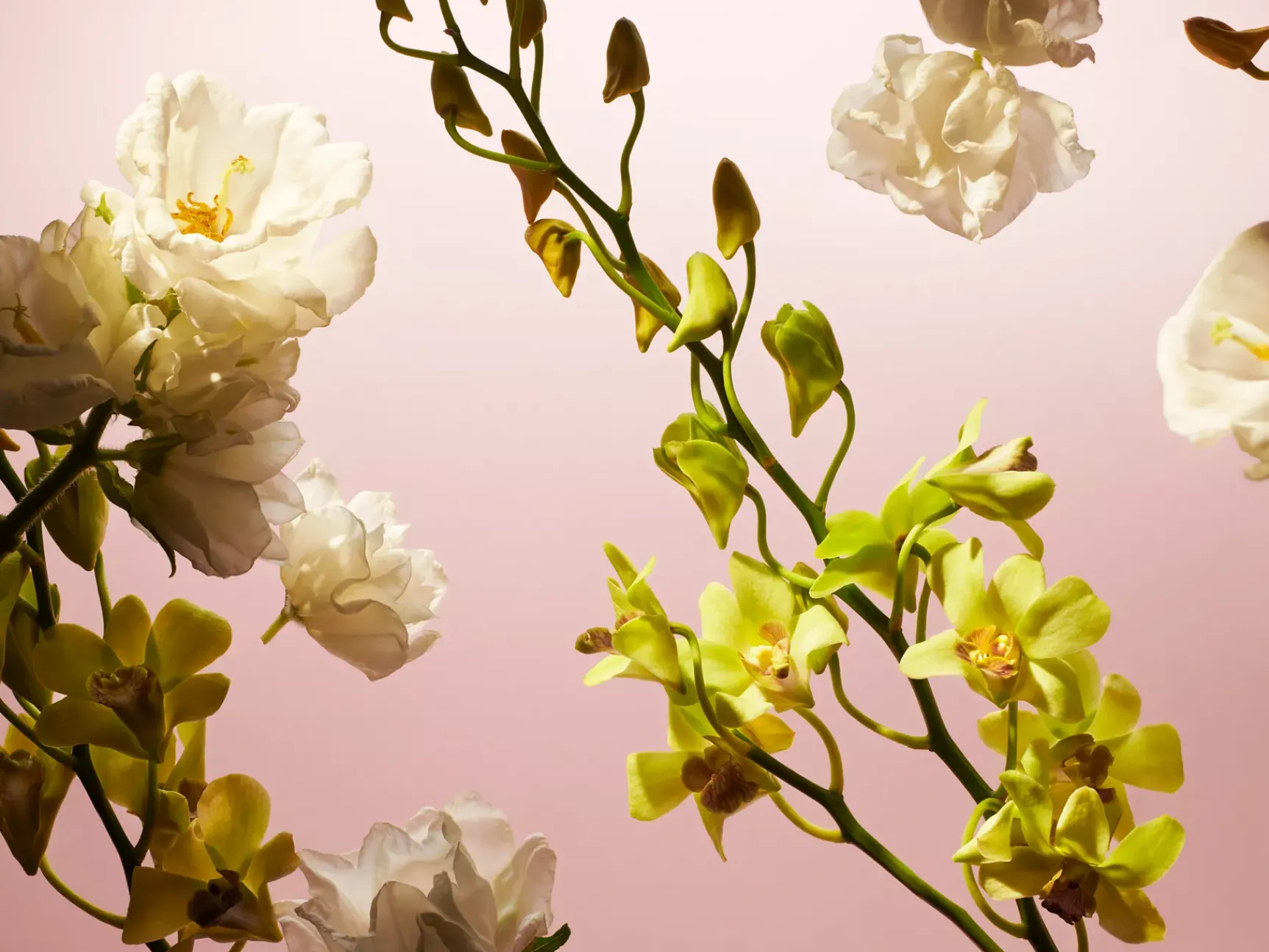 Hot Rituals Fleurs de l'Himalaya