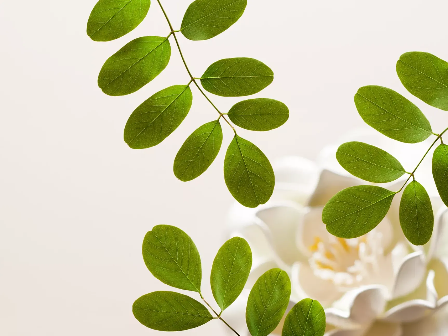 Hot Rituals Gentle Cleansing Foam