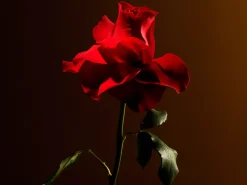 Sale Rituals Imperial Rose Refill Fragrance Sticks