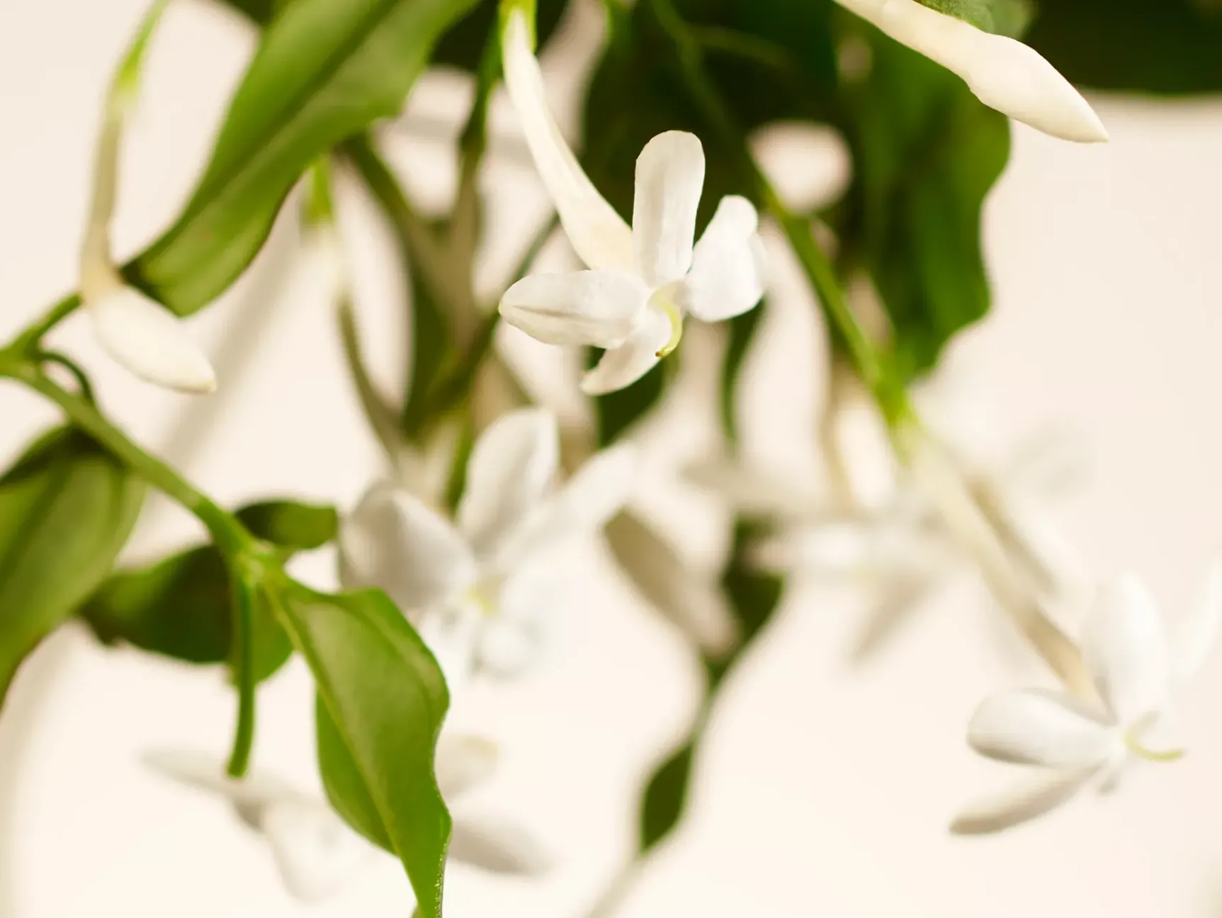 Outlet Rituals Large Sweet Jasmine Scented Candle