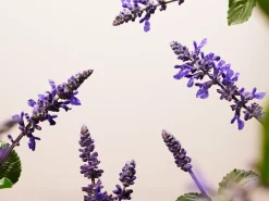 New Rituals Refill Anti-Ageing Serum