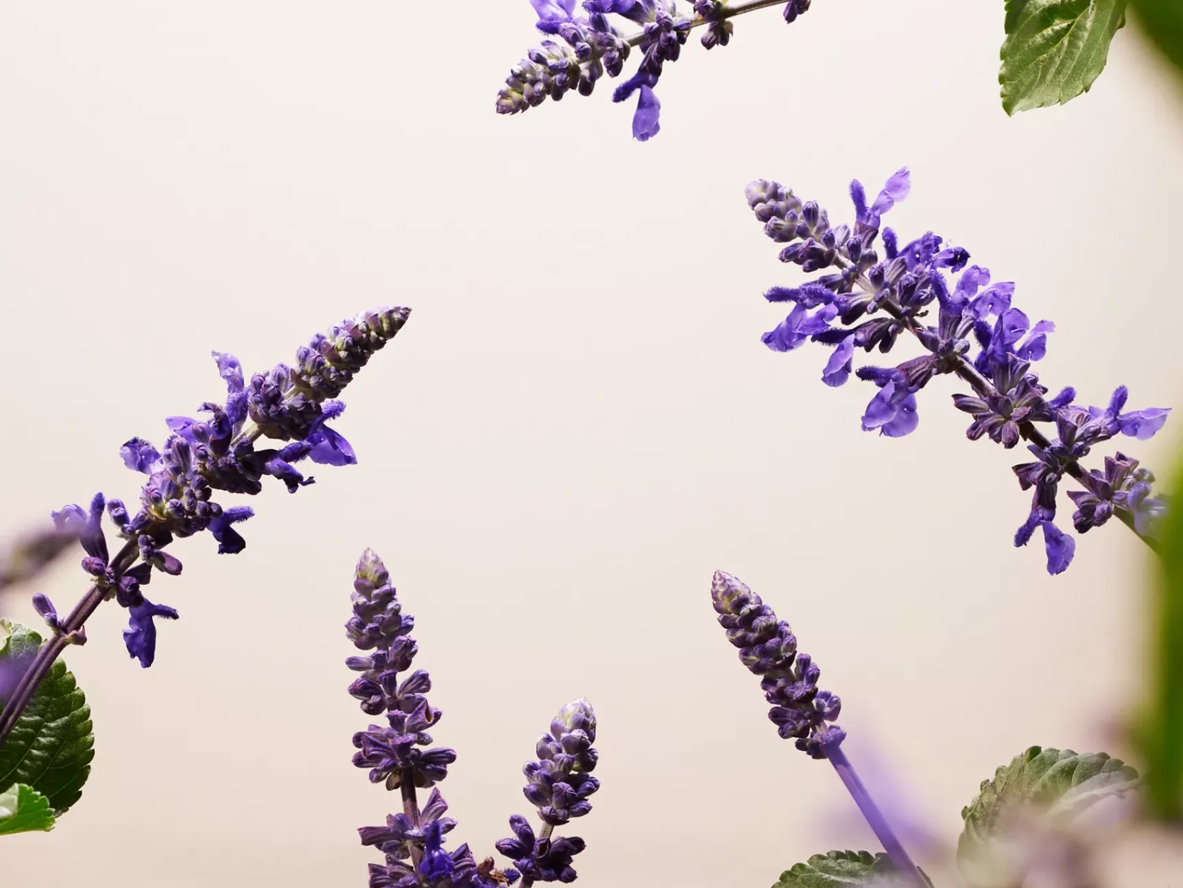 New Rituals Refill Anti-Ageing Serum