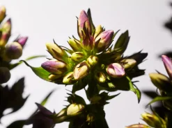 Best Rituals Savage Garden Fragrance Sticks