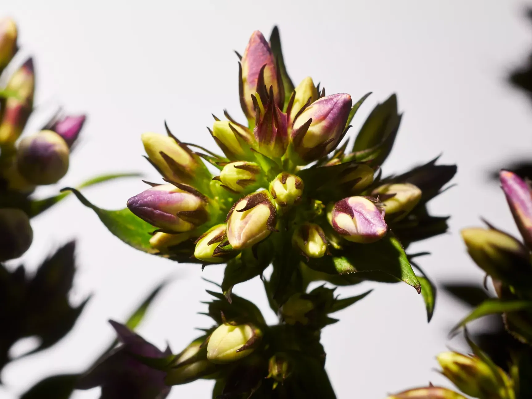 Best Rituals Savage Garden Fragrance Sticks