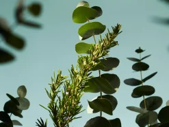 New Rituals Scented Candle