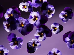 Outlet Rituals Smooth Violet Kitchen Hand Balm