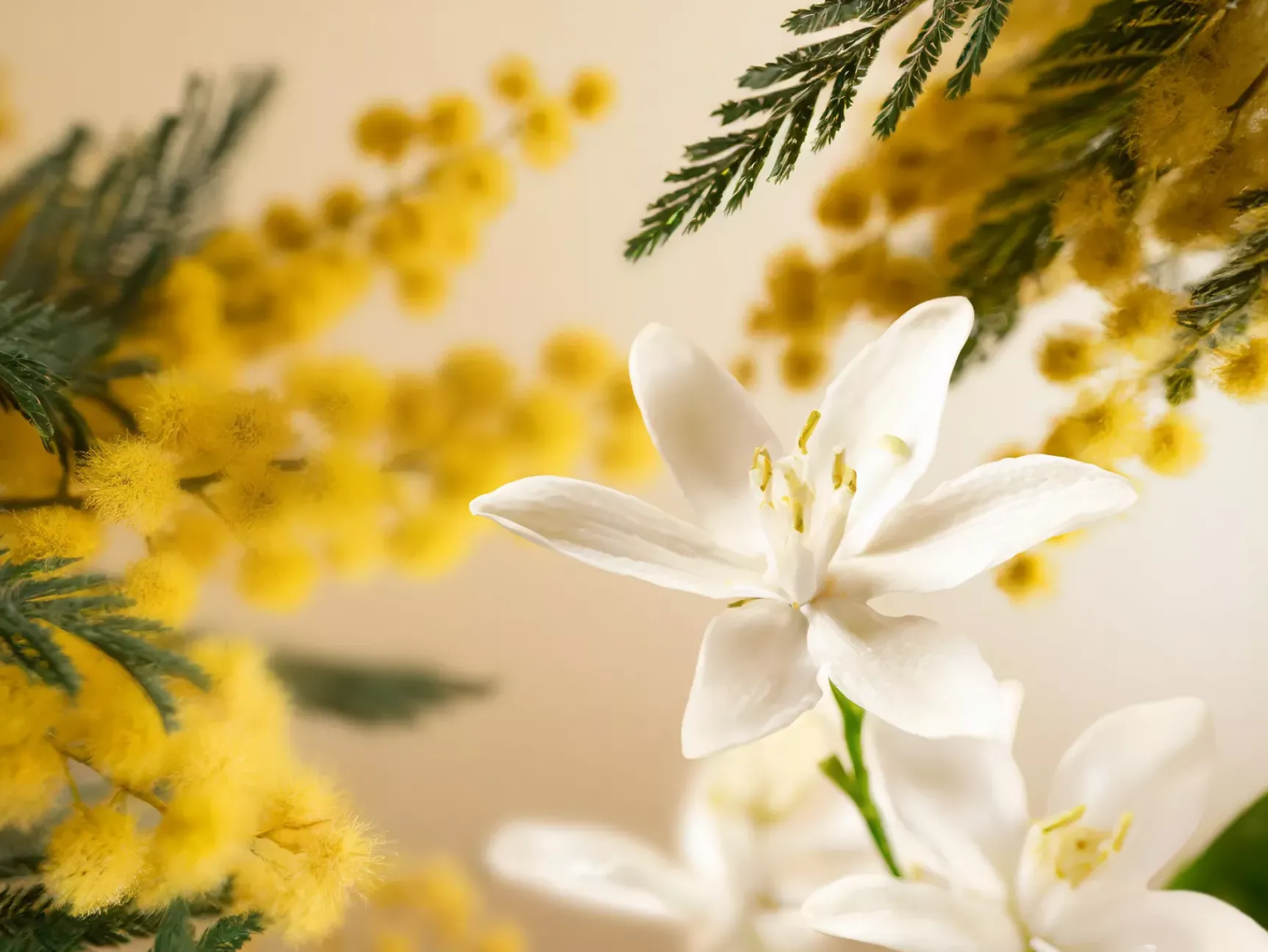 Discount Rituals Travel - L'Éclat