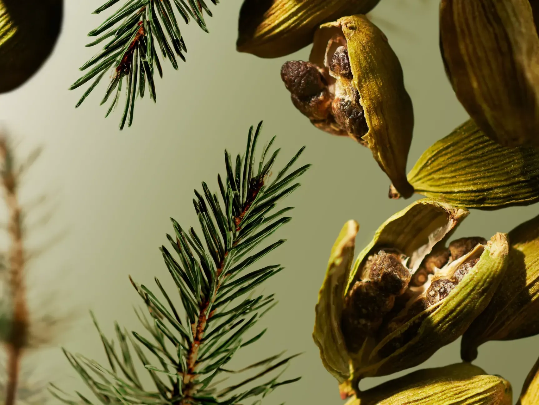 Outlet Rituals Travel - Maharaja d’Or