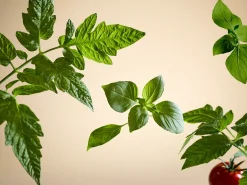 Discount Rituals White Basil Refill Fragrance Sticks